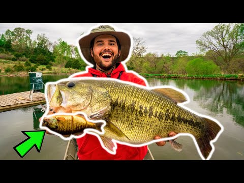 BIG SWIMBAIT Catches GIANT BASS in BACKYARD POND!!! (New Pond PB)