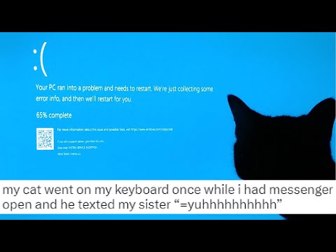 Cats on keyboards creating chaos